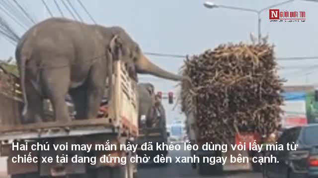 Hai chú voi chúng quả khi đứng chờ đèn xanh cạnh xe mía
