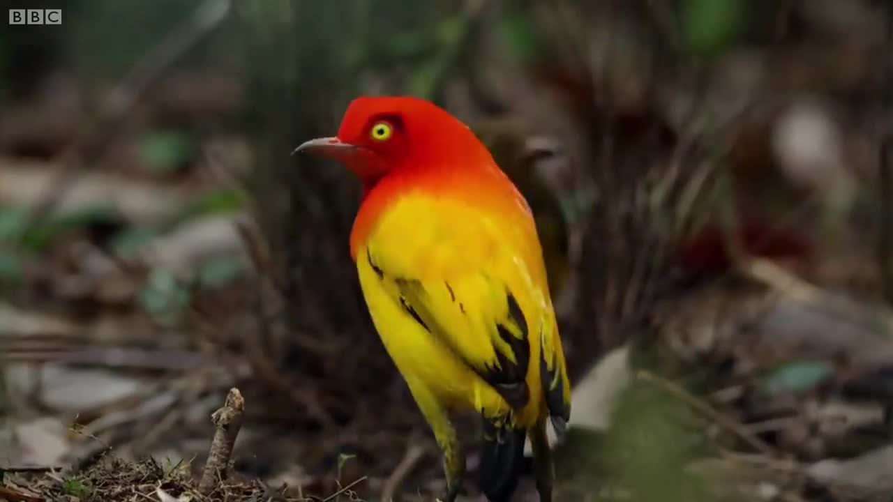 Video: Màn tán gái đỉnh cao của loài chim phòng the