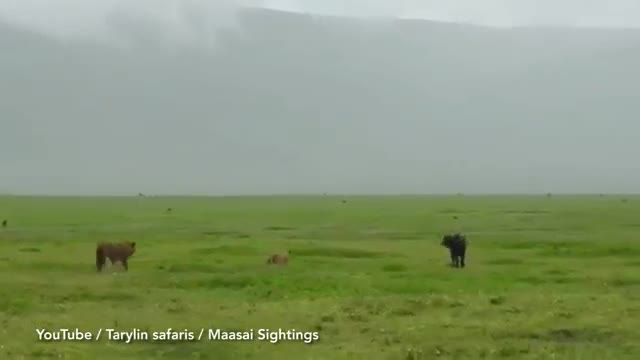 Video: Sư tử đực chồm lên lưng trâu rừng 800kg, tung đòn hiểm khiến con mồi phải bỏ mạng