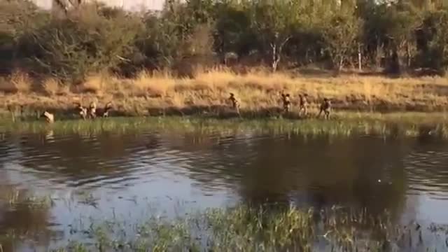 Linh cẩu lao xuống nước vì bị bầy chó hoang truy sát