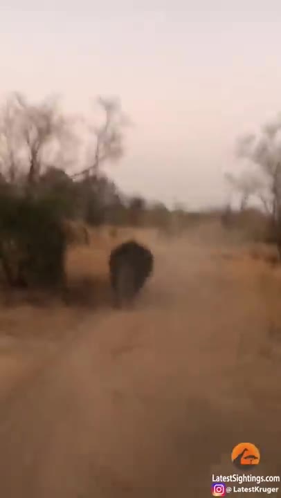 Video: Tê giác trắng bất ngờ “nổi điên” rượt đuổi du khách khiến ai nấy đều “thất kinh khiếp vía”