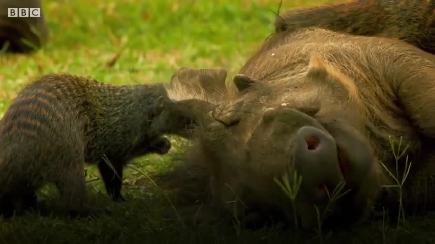 Cuộc chiến không cân sức giữa lợn bướu và sư tử mẹ