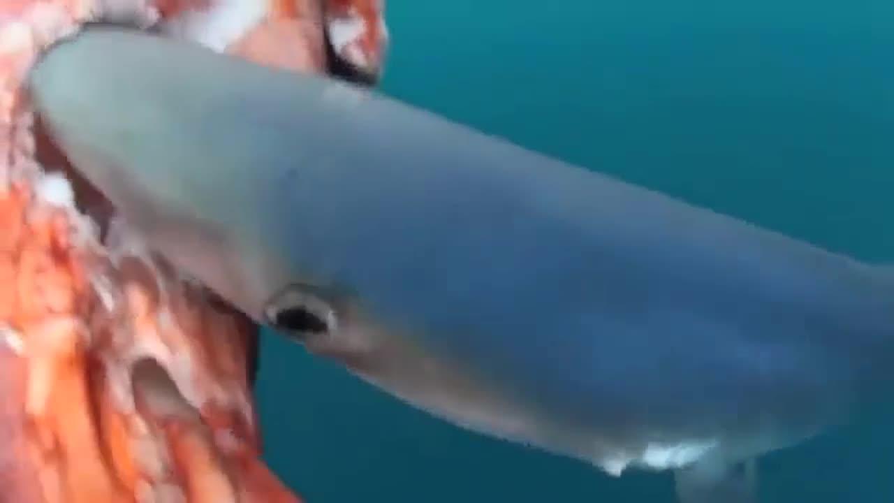 Mực khổng lồ bị cá mập sát thủ xé xác sau trận tử chiến