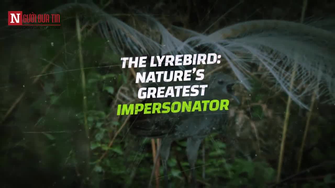 Thán phục khả năng copy âm thanh của loài chim Lyre