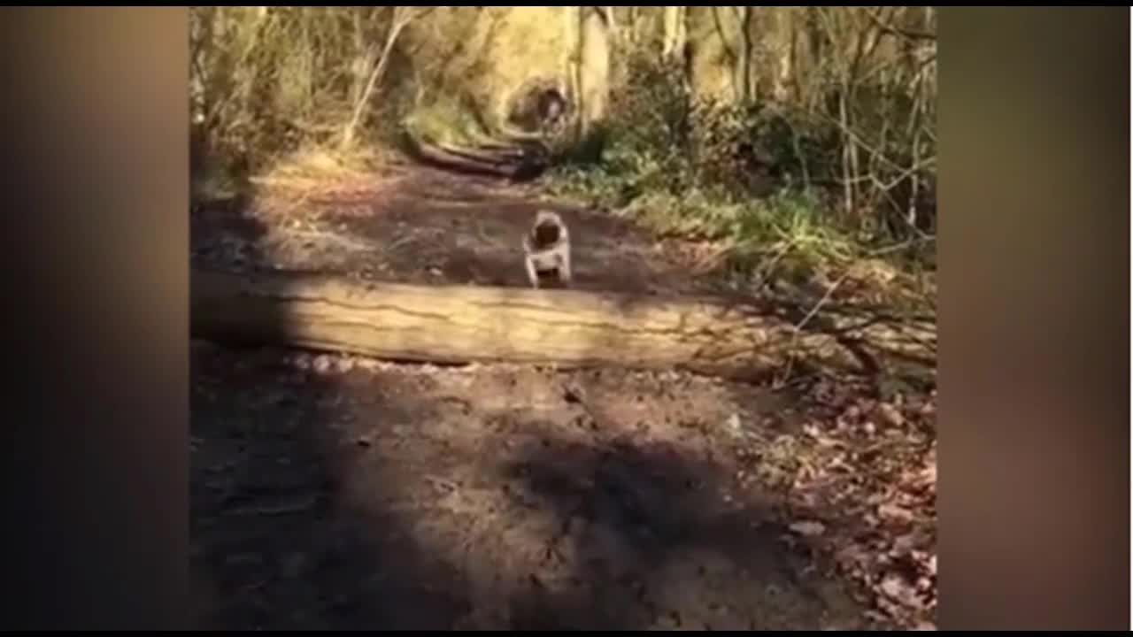 Học đòi theo bạn nhảy qua cây, chú chó khiến người xem cười rụng rốn