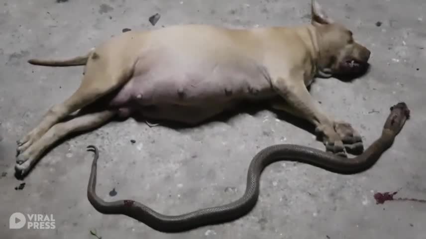 Ngăn rắn hổ mang vào nhà, chó pitbull mang thai bị cắn chết