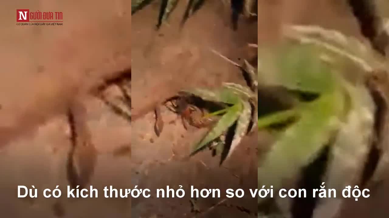 Rắn độc rừng amazon quằn quại vì nhện đè đầu cưỡi cổ