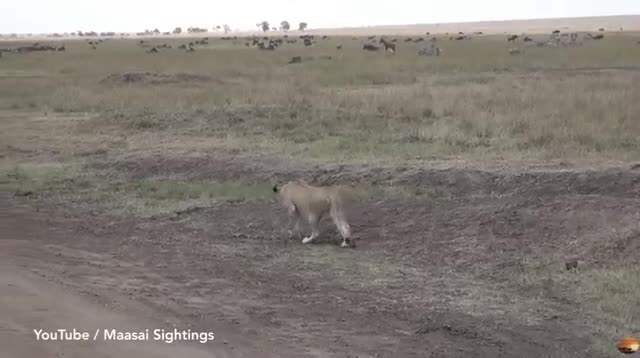 Video: Sư tử đơn thương độc mã đi săn, “ngụy trang” hoàn hảo, “áp sát” con mồi và cái kết đẹp
