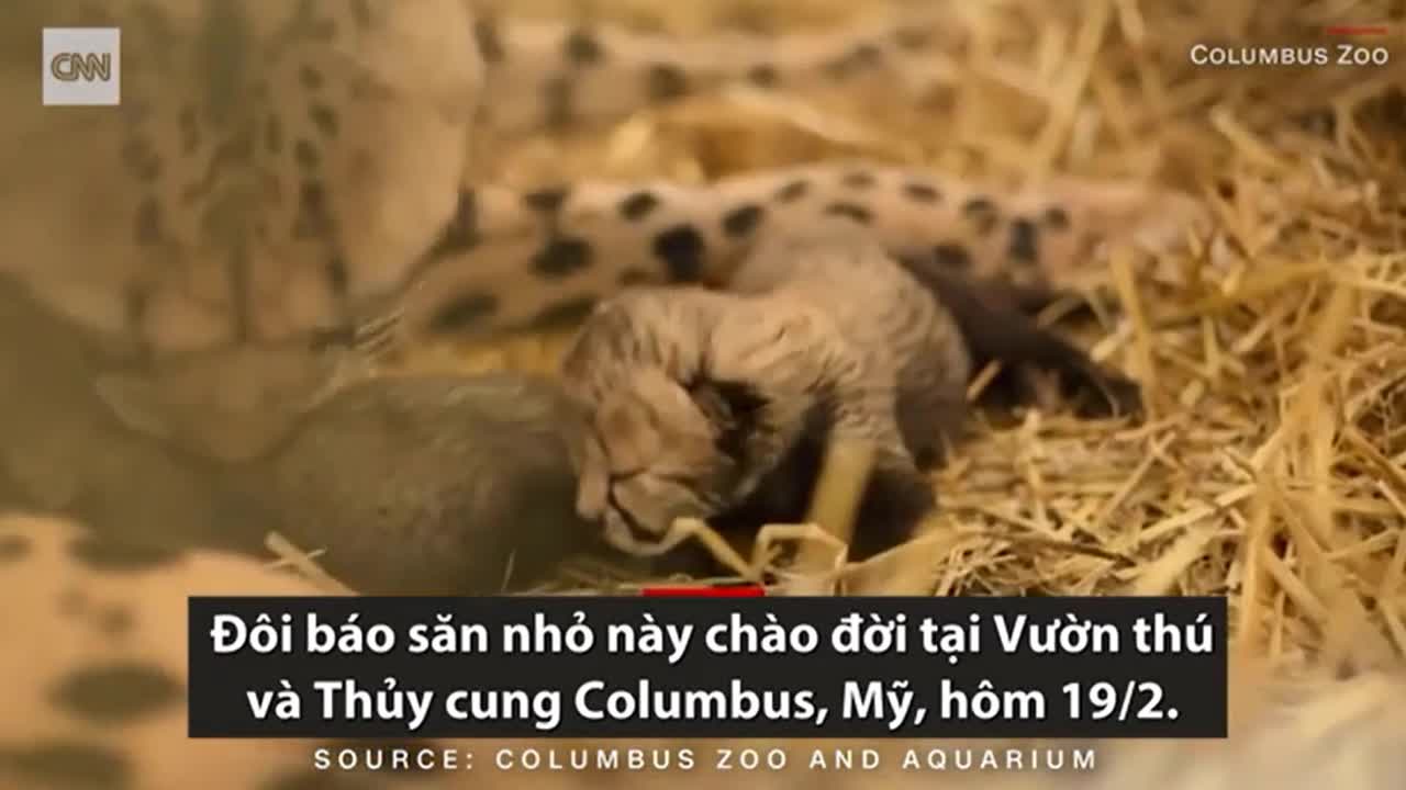 Cặp báo đầu tiên chào đời bằng việc mang thai hộ