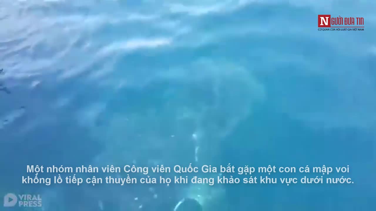 Cá mập voi khổng lồ bất ngờ tiếp cận thuyền cứu hộ