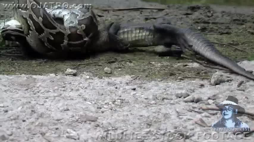 Trăn khổng lồ ăn tươi nuốt sống cá sấu Nam Mỹ