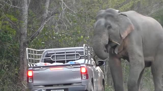 Video: Hai con voi hoang dã chặn ô tô để cướp thức ăn
