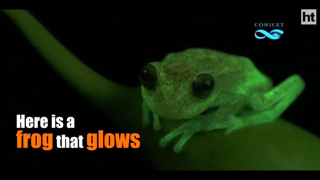 Video: Cận cảnh về loài ếch có khả năng phát sáng như đèn phản quang