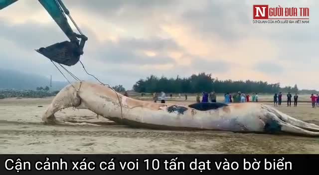 Video cận cảnh xác cá voi 10 tấn trôi dạt vào bờ biển Hà Tĩnh