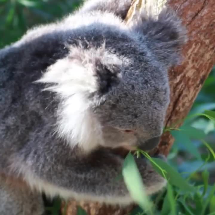 Video: Gấu Koala ngủ 22 tiếng mỗi ngày, được ví lười hơn cả con lười