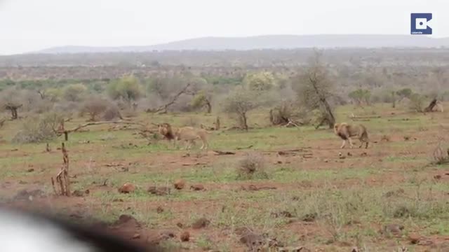 Video: Con sư tử đực tung cú tát nảy lửa tới tấp vào mặt đối thủ để giành giật bạn tình