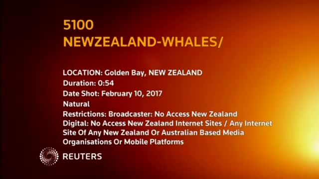 Video: Giải mã bí ẩn hiện tượng kinh hoàng loài cá voi “tự sát” tập thể