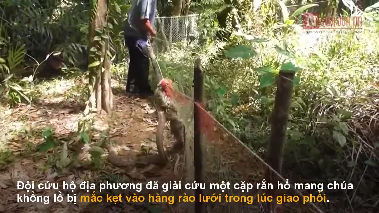 Giải cứu cặp rắn hổ mang chúa khổng lồ mắc kẹt trong lúc giao phối