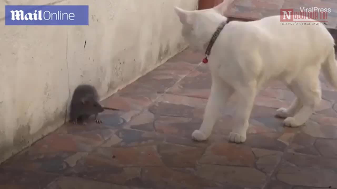 Hết hồn chú chuột dọa mèo sợ chết khiếp