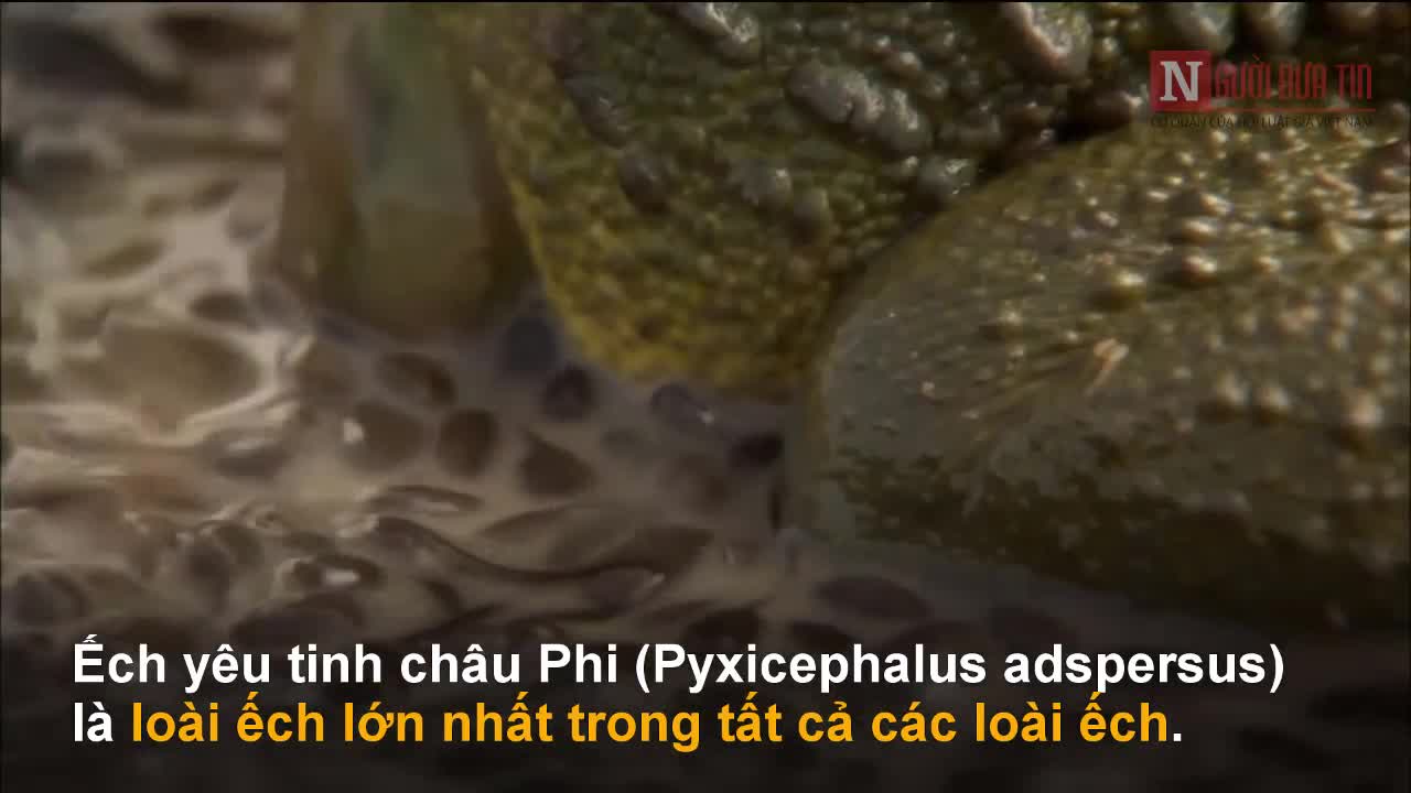 Xem ếch yêu tinh khổng lồ săn rắn độc lưỡi đỏ NĐt