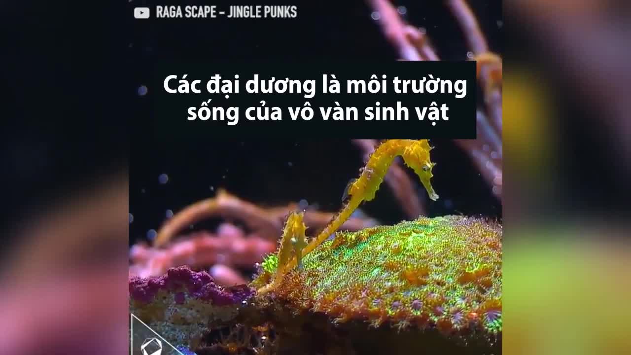 Những loài sinh vật độc nhất vô nhị dưới đáy đại dương
