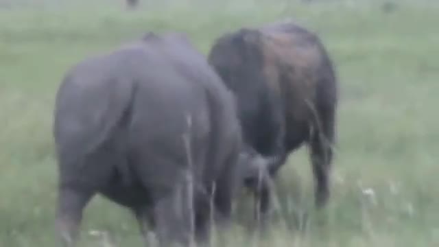 Tê giác phô diễn sức mạnh, húc văng trâu rừng khỏi mặt đất