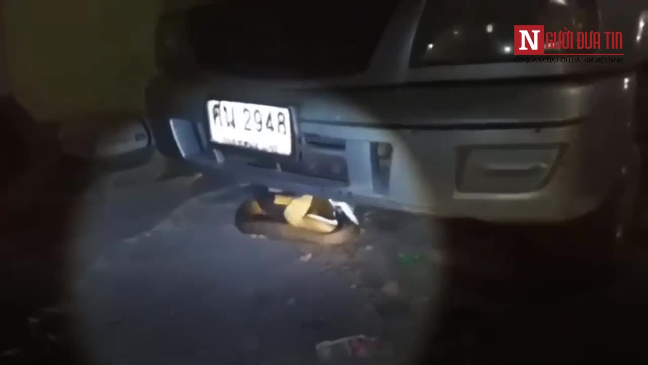 Kiểm lâm sốc nặng khi phát hiện rắn hổ mang khổng lồ dưới gầm ô tô