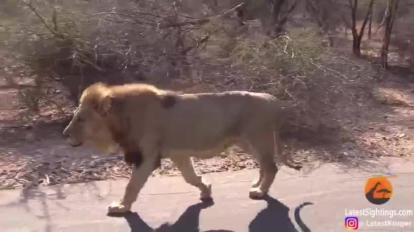 Sư tử giở quái chiêu săn mồi ngay giữa đường cái