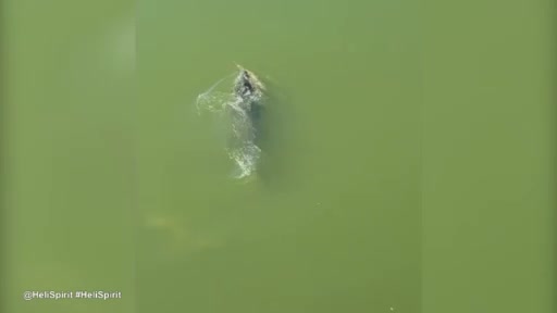 Video: Cá sấu đen đủi, gặp phải đồng loại tàn ác giữa sông