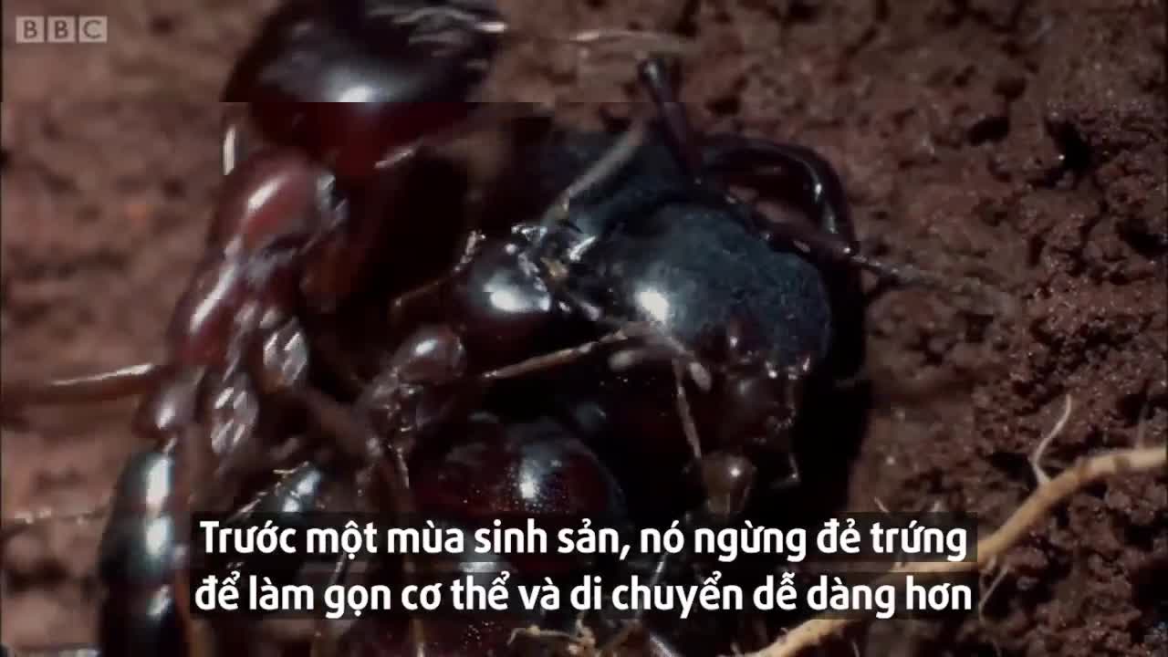 Kiến cánh đực giao phối 1 lần trong đời với kiến cái khổng lồ rồi chết
