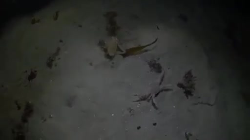 Video: Bạch tuộc mải miết săn cua biển, nào ngờ trở thành miếng mồi của hải cẩu
