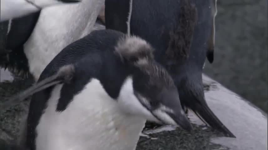 Báo biển xâu xé đàn chim cánh cụt
