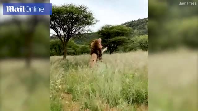 Video: Sư tử vui mừng lao đến ôm chầm, quật ngã người chăm sóc mình