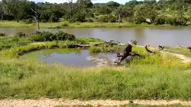 Video: Chúa tể đầm lầy tấn công linh dương hụt, đớp vào thân cây