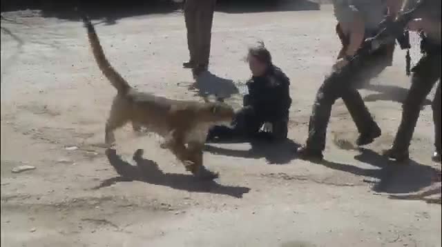 Bị sư tử tấn công, nữ cảnh sát dùng tay không chống trả