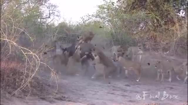 Trâu rừng một mình chống trả 20 con sư tử đói và cái kết đau lòng