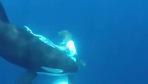 Kết cục thảm thương của cá mập đầu búa khi bị cá voi sát thủ săn hạ