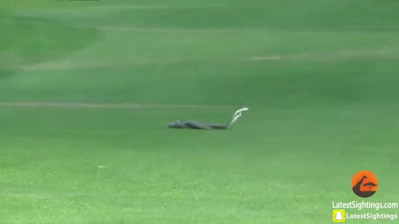 Video: 2 con rắn mamba đen độc nhất thế giới đánh nhau để giành quyền giao phối.