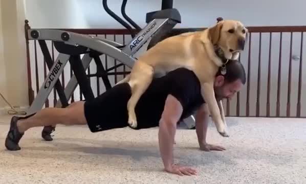 Video: Chú chó giữ chân giúp chủ tập thể hình gây sốt mạng xã hội 