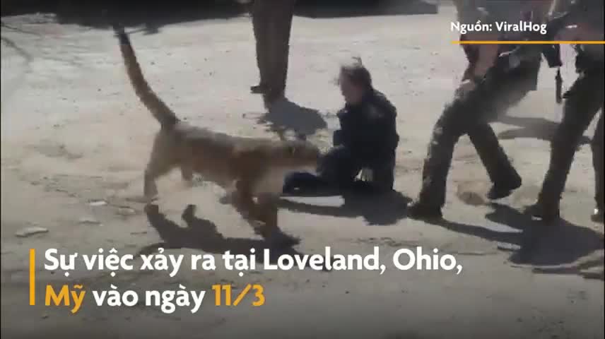 Nữ cảnh sát tay không đánh bại sư tử
