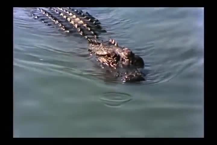 Một mình chống lại cả bầy cá sấu, báo đốm bị xé xác vô cùng tàn nhẫn 