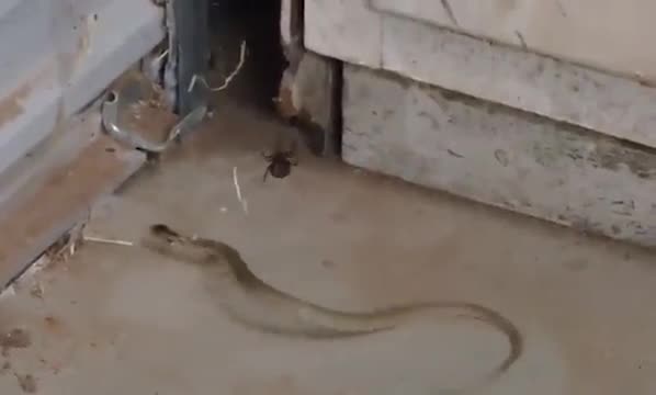 Video: Sa vào bẫy của nhện lưng đỏ, rắn nâu phương đông cố gắng thoát thân trong vô vọng
