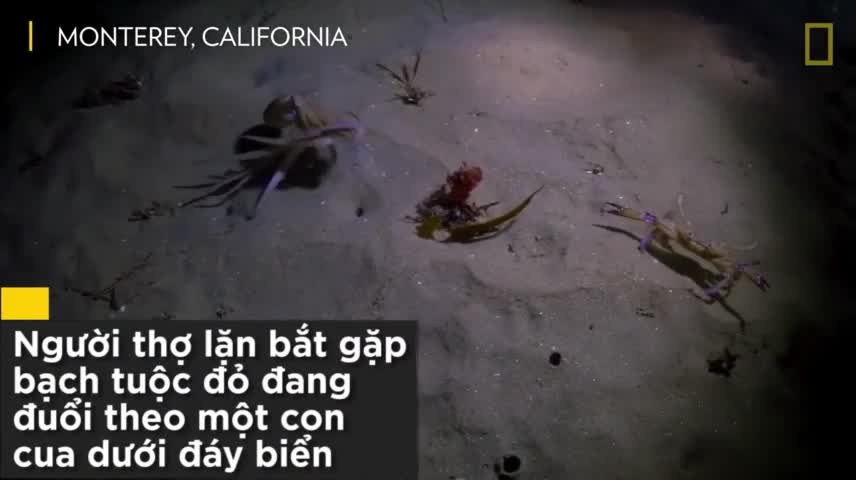Hải cẩu giải cứu cua khỏi bạch tuộc