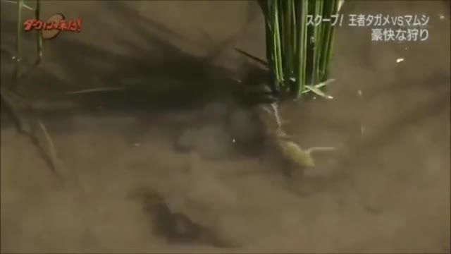 Video: Bọ nước khổng lồ bắt rắn, ếch ăn thịt