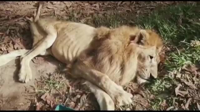 Sư tử ôm chầm lấy ân nhân cứu mạng sau gần 2 năm bị chia cắt