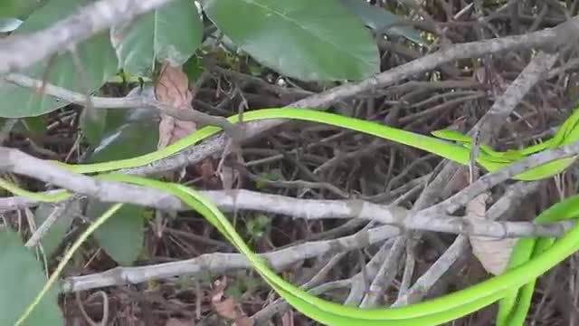 Video: Ba con rắn roi đực đánh nhau quyết liệt để được giao phối với con cái 