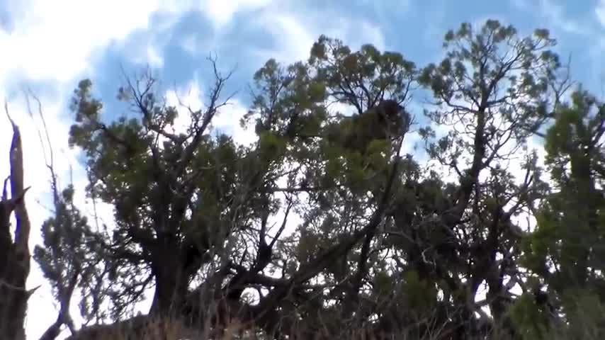 Báo sư tử co ro trốn trên cây vì bị bầy chó săn truy đuổi