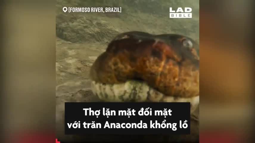 Mặt đối mặt với trăn Anaconda khổng lồ dài 7m