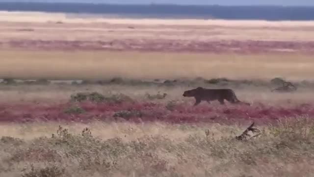Video: Báo săn tăng tốc đoạt mạng linh dương chưa trưởng thành vì lí do đặc biệt