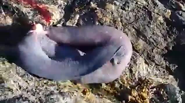 Video: Loài thủy quái kỳ lạ nhất thế giới khiến cá mập cũng phải e ngại